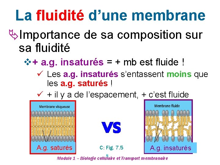 La fluidité d’une membrane Importance de sa composition sur sa fluidité v + a.