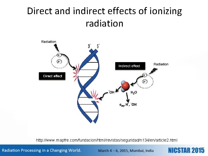 Direct and indirect effects of ionizing radiation http: //www. mapfre. com/fundacion/html/revistas/seguridad/n 134/en/article 2. html