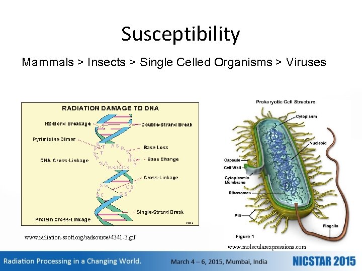 Susceptibility Mammals > Insects > Single Celled Organisms > Viruses www. radiation-scott. org/radsource/4341 -3.