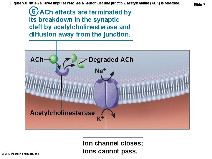 Figure 9. 8 When a nerve impulse reaches a neuromuscular junction, acetylcholine (ACh) is