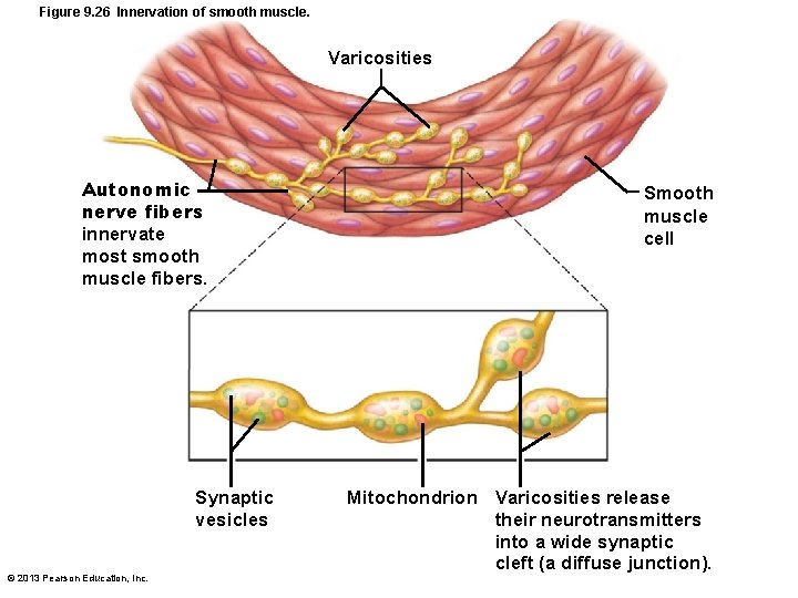 Figure 9. 26 Innervation of smooth muscle. Varicosities Autonomic nerve fibers innervate most smooth