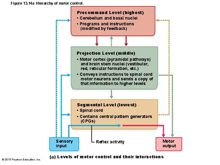 Figure 13. 14 a Hierarchy of motor control. Precommand Level (highest) • Cerebellum and