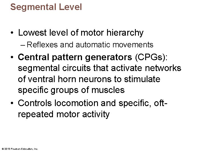 Segmental Level • Lowest level of motor hierarchy – Reflexes and automatic movements •