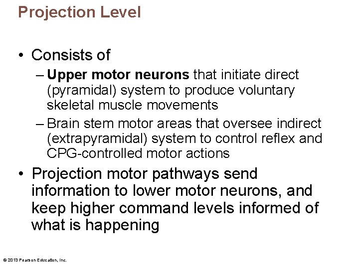 Projection Level • Consists of – Upper motor neurons that initiate direct (pyramidal) system
