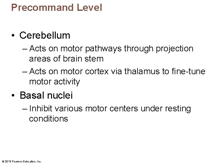 Precommand Level • Cerebellum – Acts on motor pathways through projection areas of brain