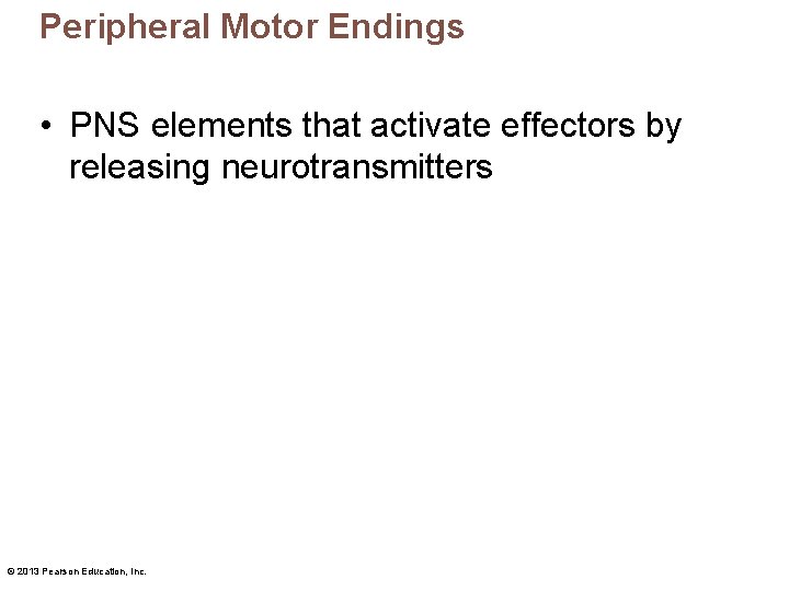 Peripheral Motor Endings • PNS elements that activate effectors by releasing neurotransmitters © 2013