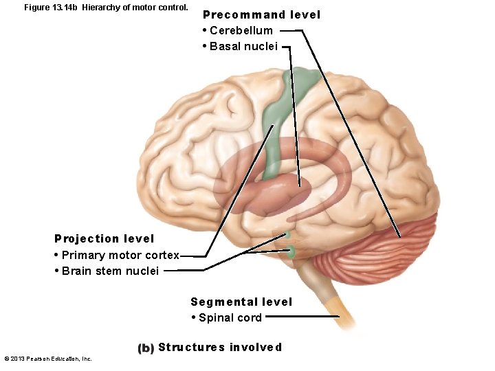Figure 13. 14 b Hierarchy of motor control. Precommand level • Cerebellum • Basal