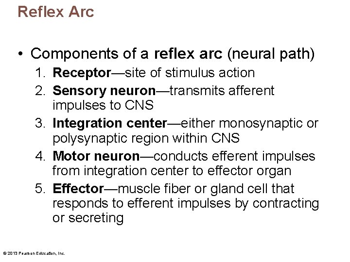 Reflex Arc • Components of a reflex arc (neural path) 1. Receptor—site of stimulus