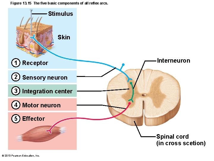 Figure 13. 15 The five basic components of all reflex arcs. Stimulus Skin 1
