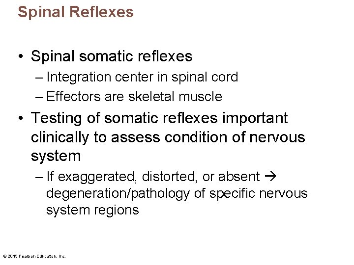 Spinal Reflexes • Spinal somatic reflexes – Integration center in spinal cord – Effectors