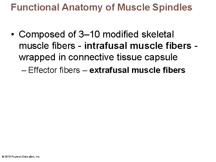 Functional Anatomy of Muscle Spindles • Composed of 3– 10 modified skeletal muscle fibers