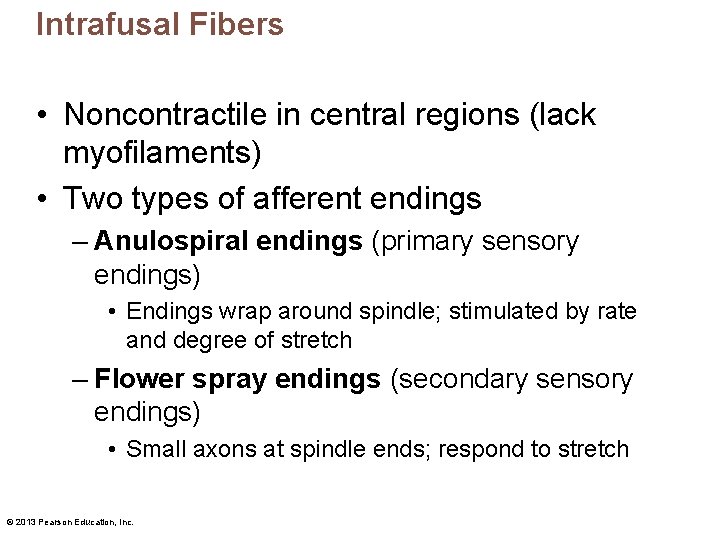 Intrafusal Fibers • Noncontractile in central regions (lack myofilaments) • Two types of afferent