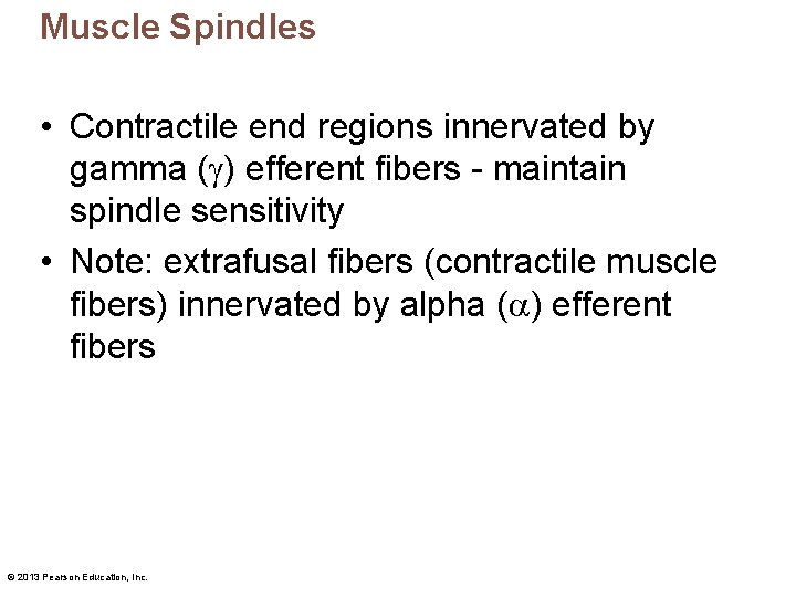 Muscle Spindles • Contractile end regions innervated by gamma ( ) efferent fibers -