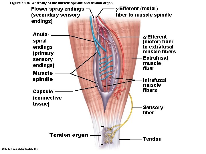 Figure 13. 16 Anatomy of the muscle spindle and tendon organ. Flower spray endings