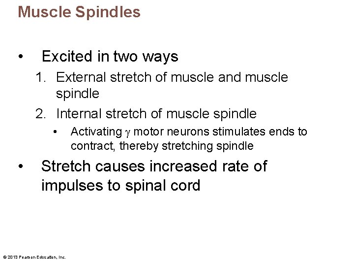Muscle Spindles • Excited in two ways 1. External stretch of muscle and muscle