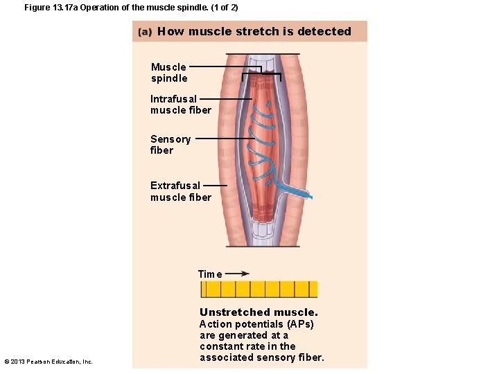Figure 13. 17 a Operation of the muscle spindle. (1 of 2) How muscle