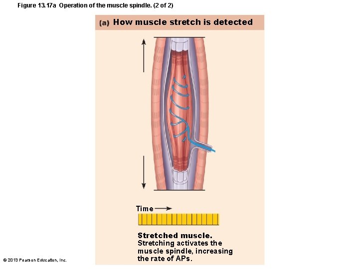 Figure 13. 17 a Operation of the muscle spindle. (2 of 2) How muscle