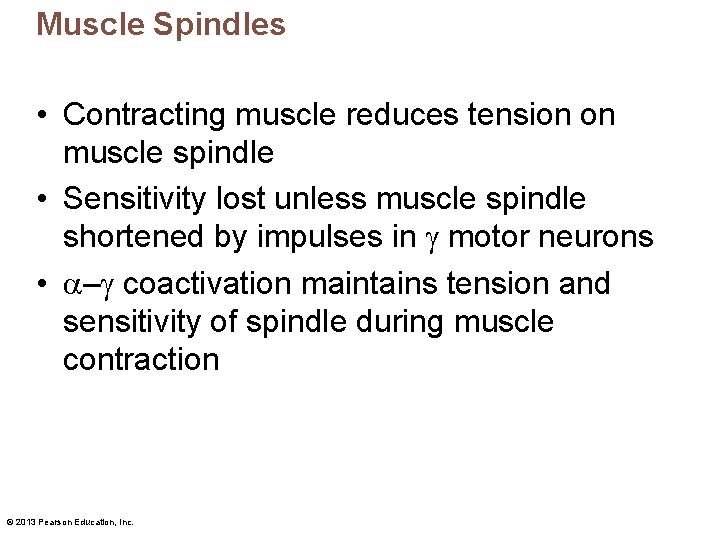 Muscle Spindles • Contracting muscle reduces tension on muscle spindle • Sensitivity lost unless