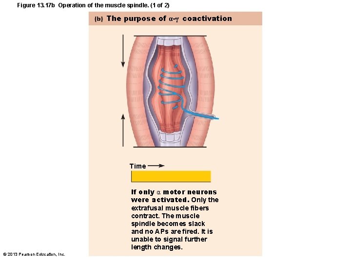 Figure 13. 17 b Operation of the muscle spindle. (1 of 2) The purpose