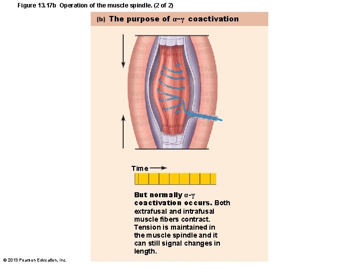 Figure 13. 17 b Operation of the muscle spindle. (2 of 2) The purpose