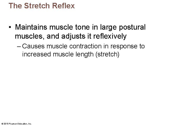 The Stretch Reflex • Maintains muscle tone in large postural muscles, and adjusts it