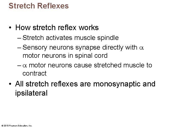 Stretch Reflexes • How stretch reflex works – Stretch activates muscle spindle – Sensory