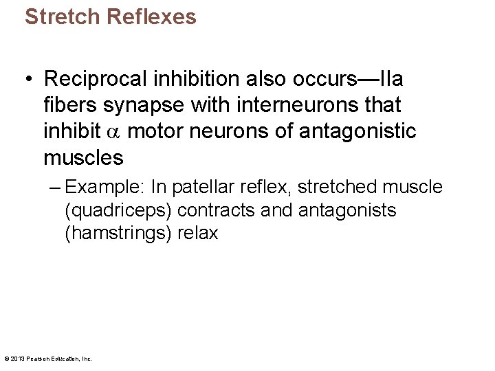 Stretch Reflexes • Reciprocal inhibition also occurs—IIa fibers synapse with interneurons that inhibit motor