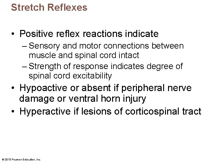 Stretch Reflexes • Positive reflex reactions indicate – Sensory and motor connections between muscle
