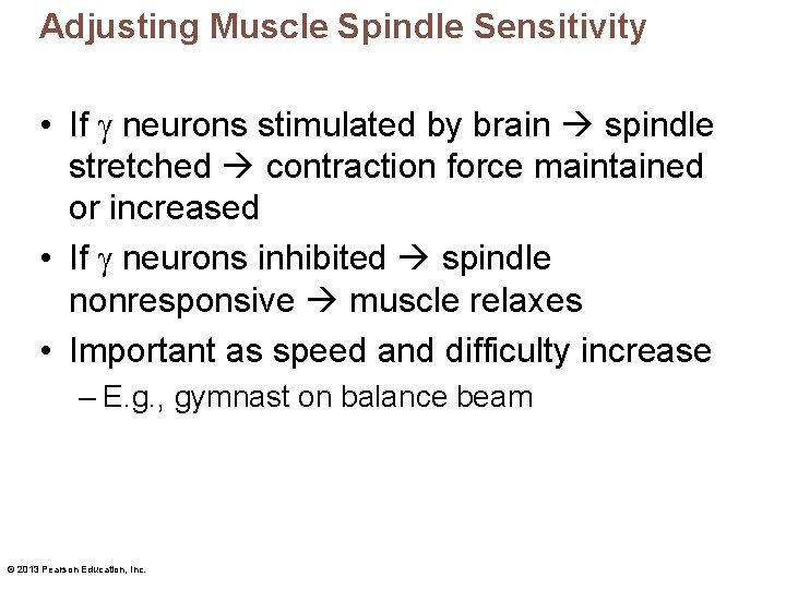 Adjusting Muscle Spindle Sensitivity • If neurons stimulated by brain spindle stretched contraction force