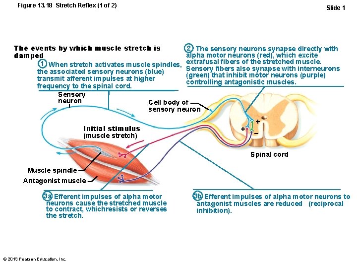 Figure 13. 18 Stretch Reflex (1 of 2) Slide 1 2 The sensory neurons