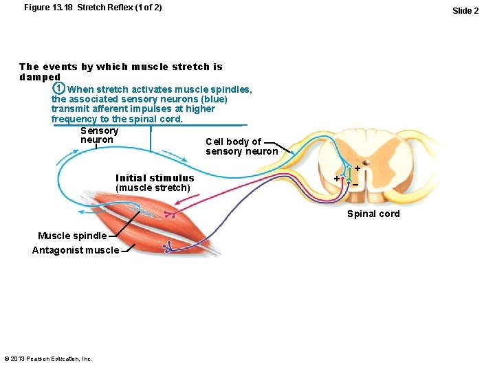 Figure 13. 18 Stretch Reflex (1 of 2) Slide 2 The events by which