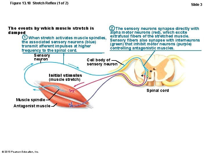 Figure 13. 18 Stretch Reflex (1 of 2) Slide 3 2 The sensory neurons