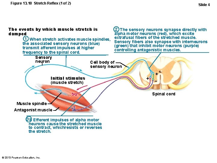 Figure 13. 18 Stretch Reflex (1 of 2) Slide 4 2 The sensory neurons