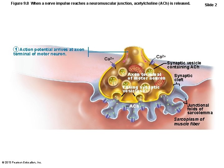 Figure 9. 8 When a nerve impulse reaches a neuromuscular junction, acetylcholine (ACh) is