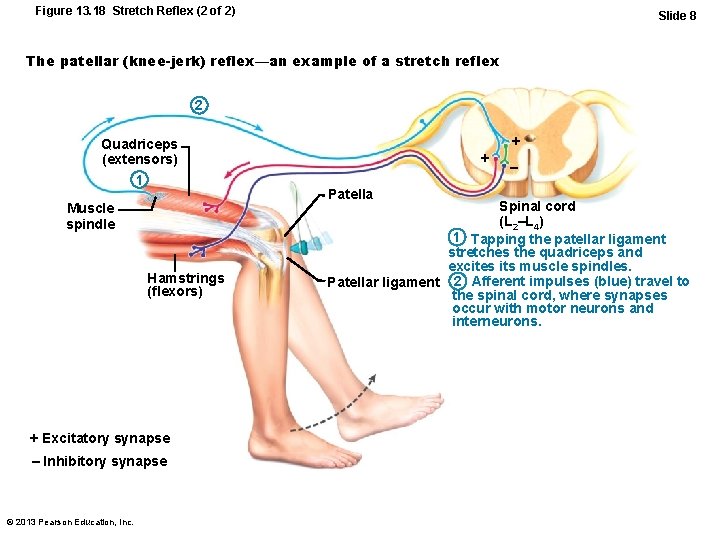 Figure 13. 18 Stretch Reflex (2 of 2) Slide 8 The patellar (knee-jerk) reflex—an