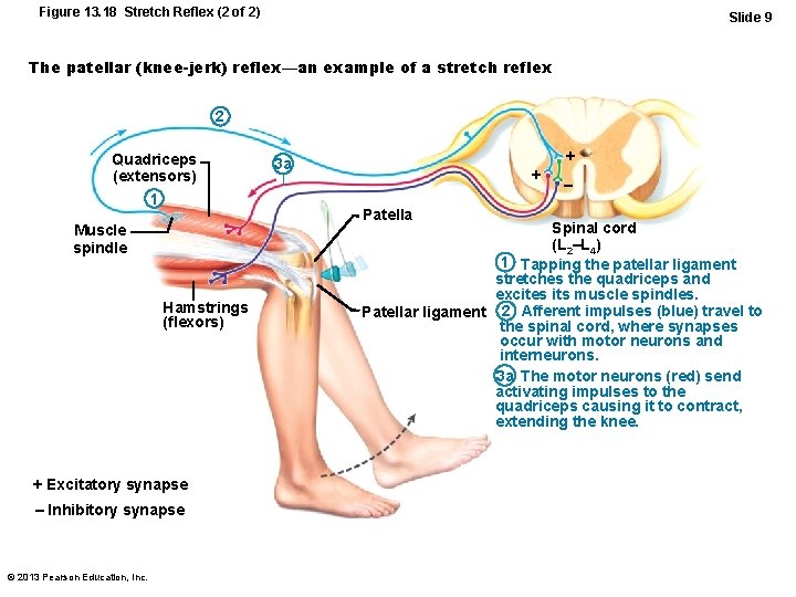 Figure 13. 18 Stretch Reflex (2 of 2) Slide 9 The patellar (knee-jerk) reflex—an