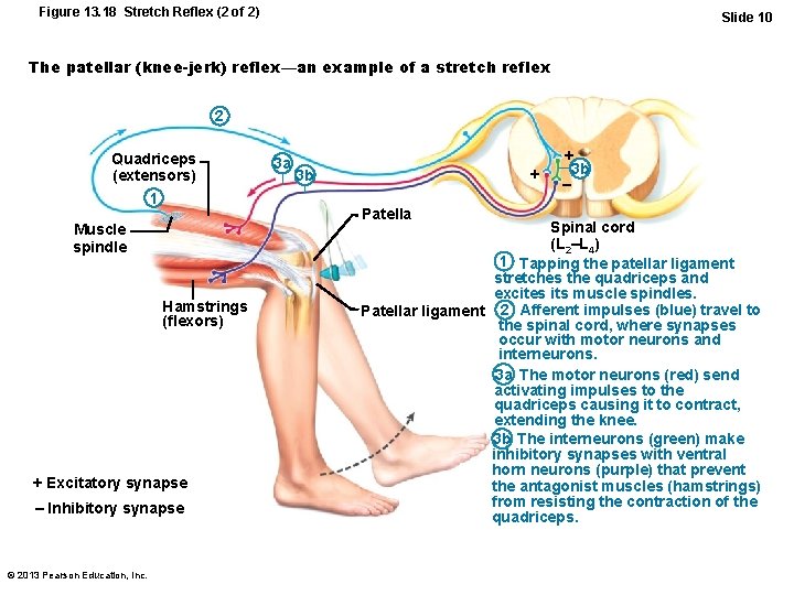 Figure 13. 18 Stretch Reflex (2 of 2) Slide 10 The patellar (knee-jerk) reflex—an