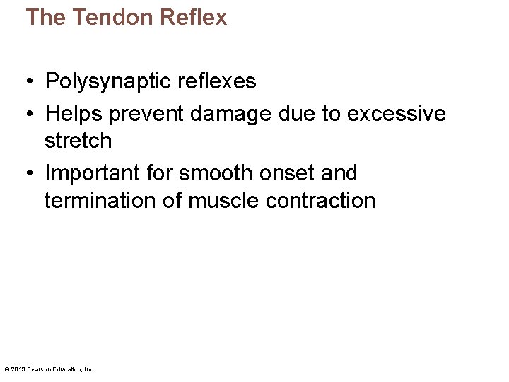The Tendon Reflex • Polysynaptic reflexes • Helps prevent damage due to excessive stretch