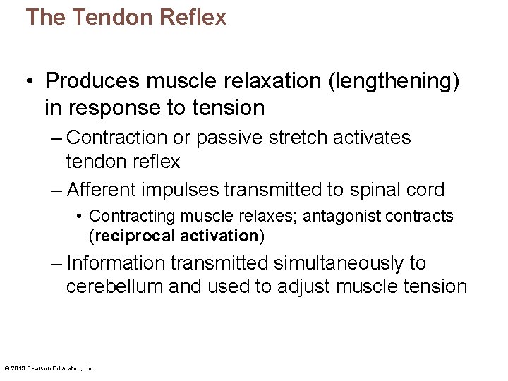 The Tendon Reflex • Produces muscle relaxation (lengthening) in response to tension – Contraction