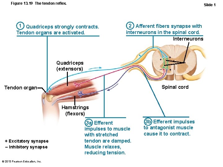 Figure 13. 19 The tendon reflex. Slide 1 1 Quadriceps strongly contracts. Tendon organs