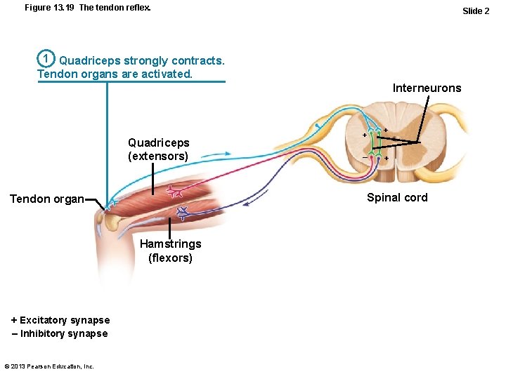 Figure 13. 19 The tendon reflex. Slide 2 1 Quadriceps strongly contracts. Tendon organs