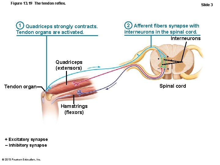 Figure 13. 19 The tendon reflex. 1 Quadriceps strongly contracts. Tendon organs are activated.