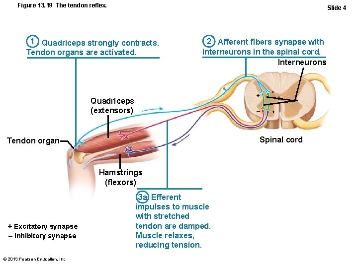 Figure 13. 19 The tendon reflex. Slide 4 1 Quadriceps strongly contracts. Tendon organs