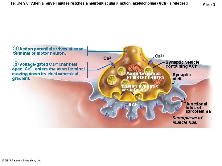 Figure 9. 8 When a nerve impulse reaches a neuromuscular junction, acetylcholine (ACh) is