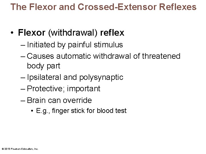 The Flexor and Crossed-Extensor Reflexes • Flexor (withdrawal) reflex – Initiated by painful stimulus