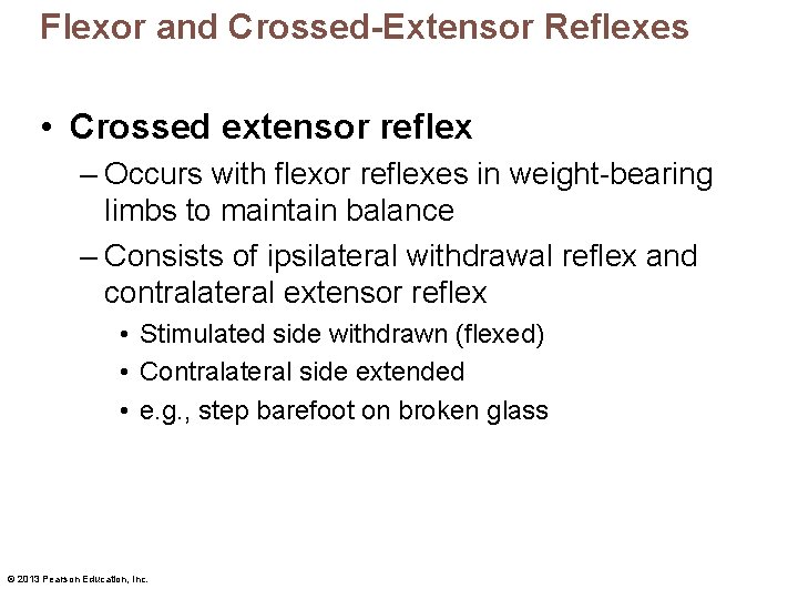 Flexor and Crossed-Extensor Reflexes • Crossed extensor reflex – Occurs with flexor reflexes in