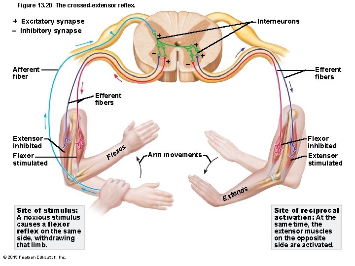 Figure 13. 20 The crossed-extensor reflex. + Excitatory synapse – Inhibitory synapse Interneurons +