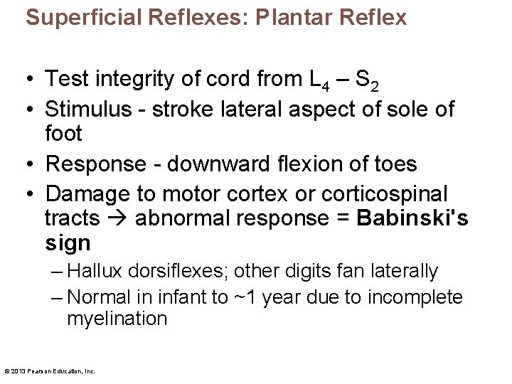 Superficial Reflexes: Plantar Reflex • Test integrity of cord from L 4 – S