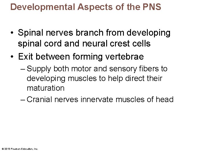 Developmental Aspects of the PNS • Spinal nerves branch from developing spinal cord and