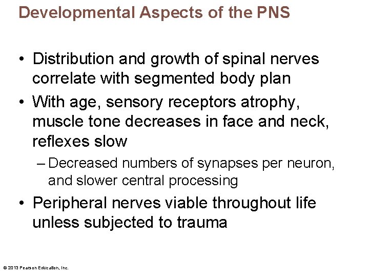 Developmental Aspects of the PNS • Distribution and growth of spinal nerves correlate with